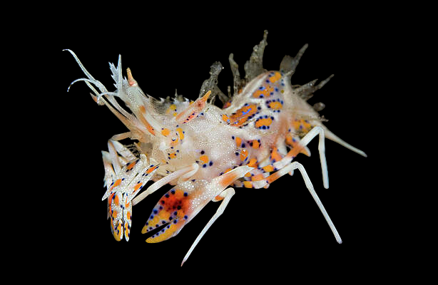 Bongo Shrimp