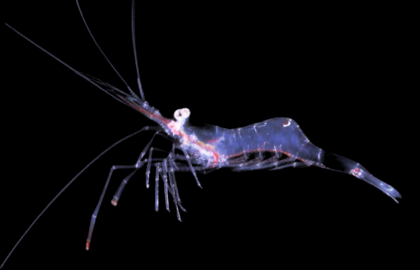 Bruuns' Cleaner Shrimp