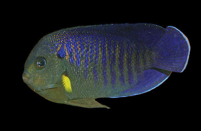 Centropyge flavipectoralis