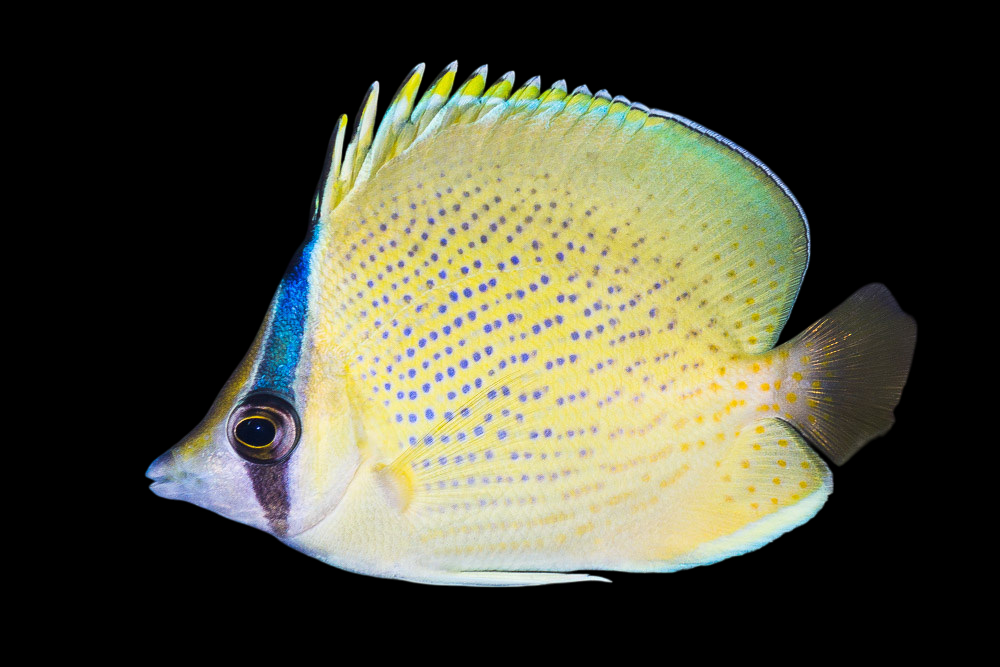 Speckled Butterflyfish