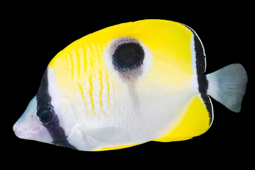 Teardrop Butterflyfish