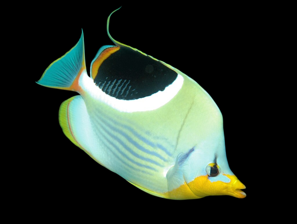 Saddle Butterflyfish