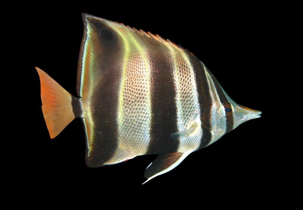 Eastern Talma Butterflyfish