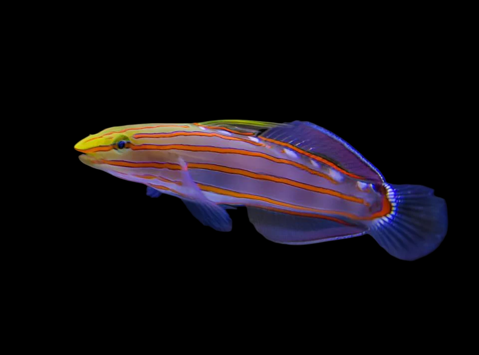Court Jester Goby