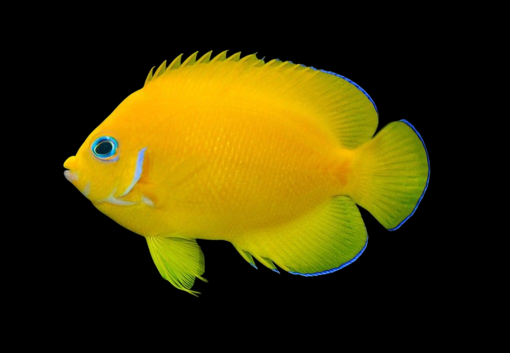 Coco's Pygmy Angelfish
