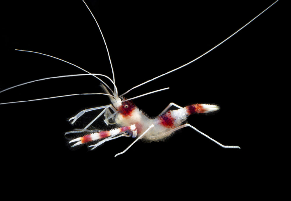 Coral Banded Shrimp
