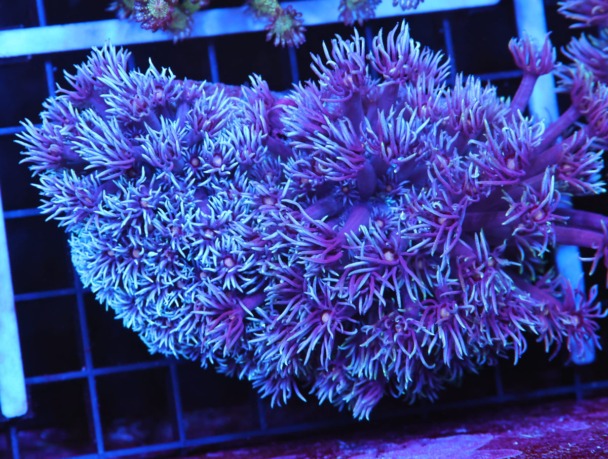 AUSSIE BLUE GONIOPORA MEDIUM/LARGE (WSIWYG)