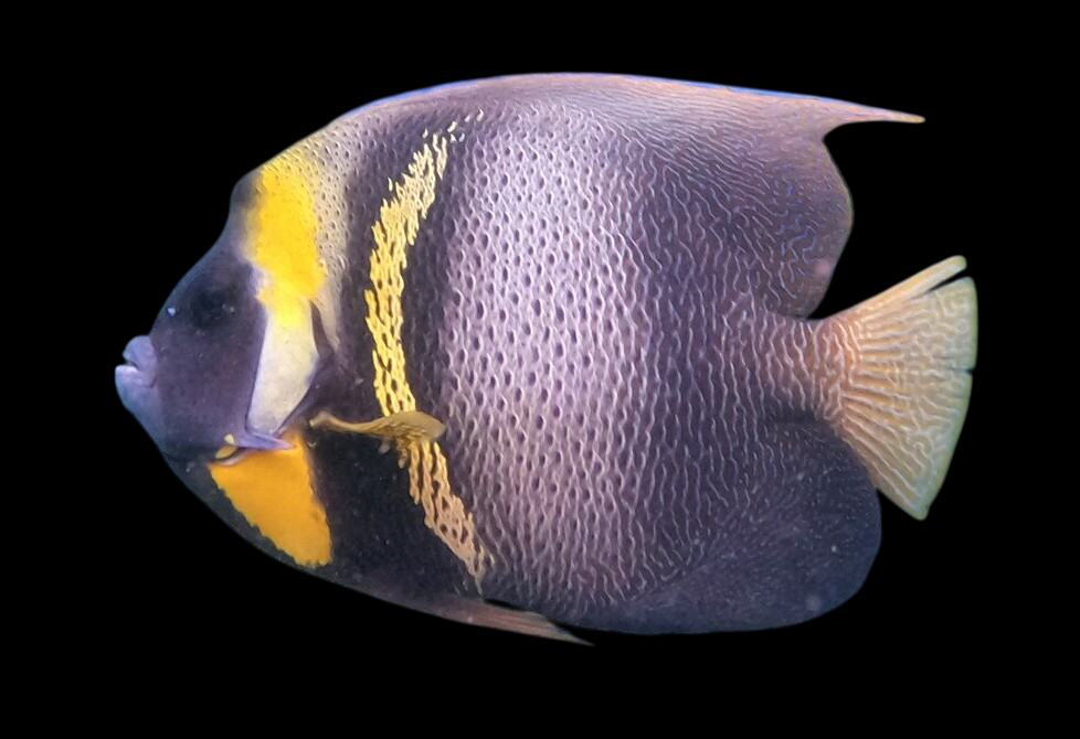 Cortez Angelfish