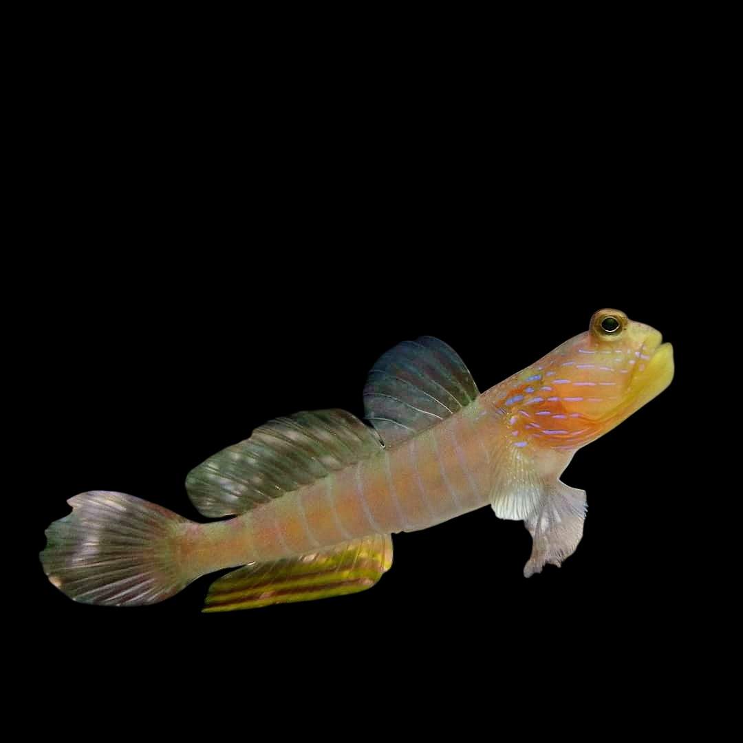 Lagoon Shrimp Goby