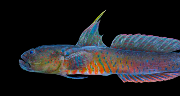 Crested Oyster Goby
