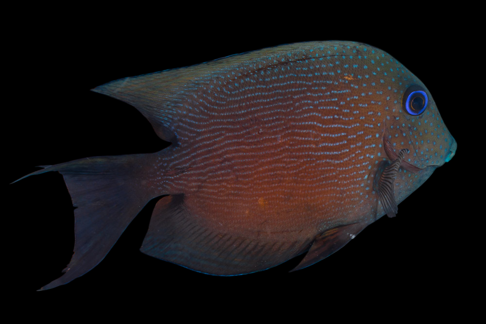 Two Spot Bristletooth Tang