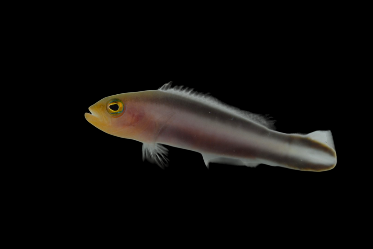 Double Striped Dottyback