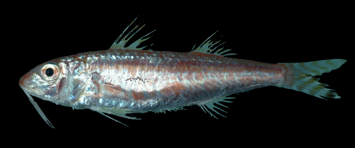 Dwarf Goatfish