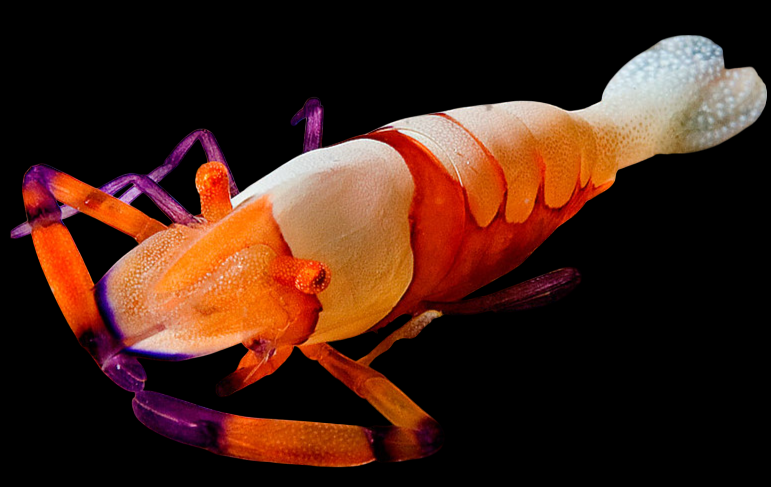 Emperor Shrimp