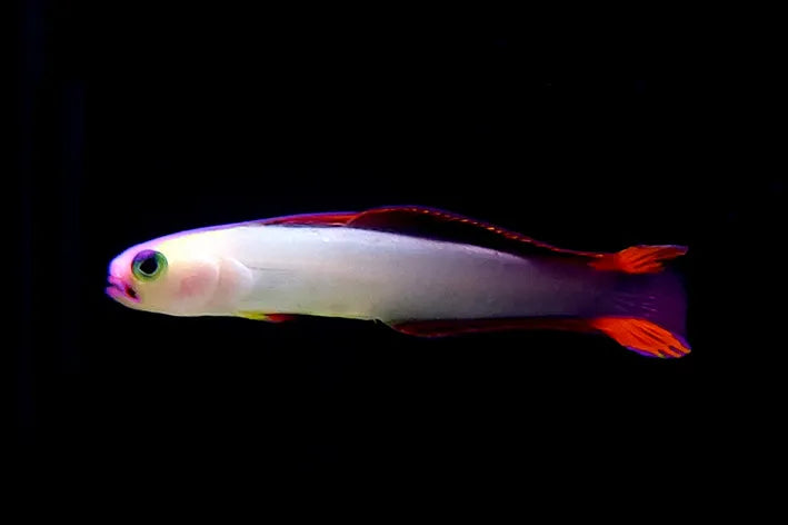 Exquisite Firefish