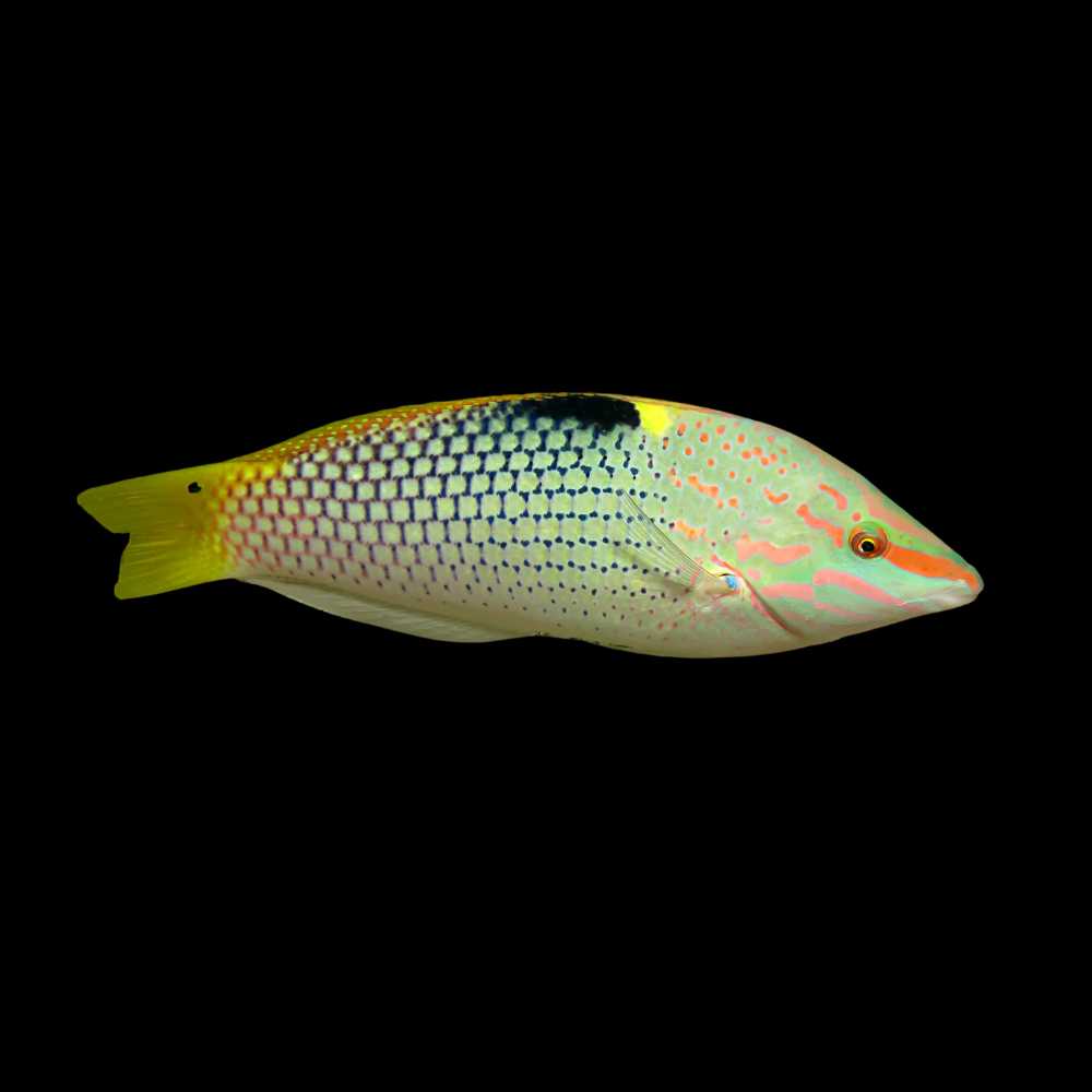 Checkerboard Wrasse