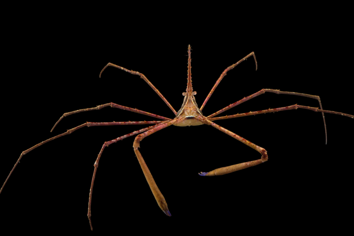 Arrow Crab