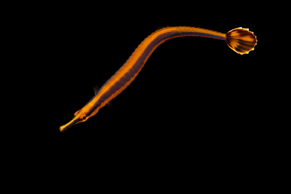 Bluestripe Pipefish