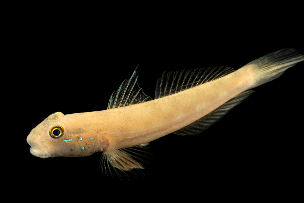 Sleeper Blue Dot Goby