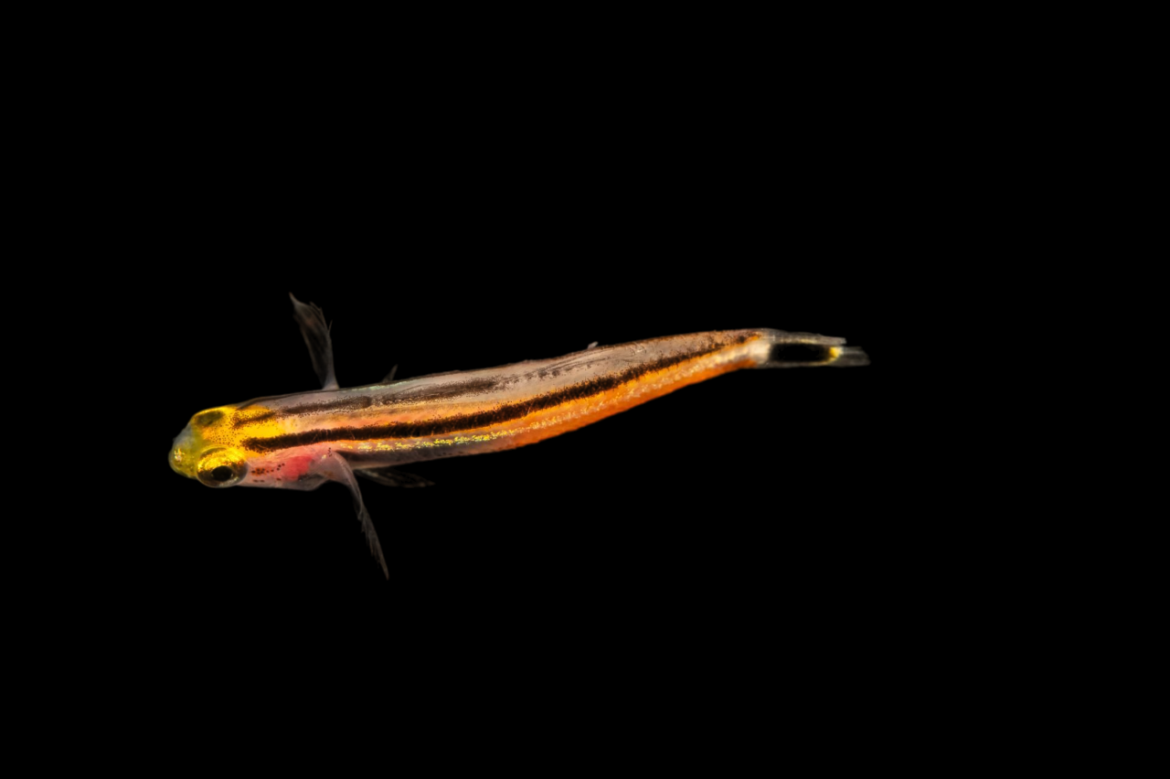 Mini Dart Goby