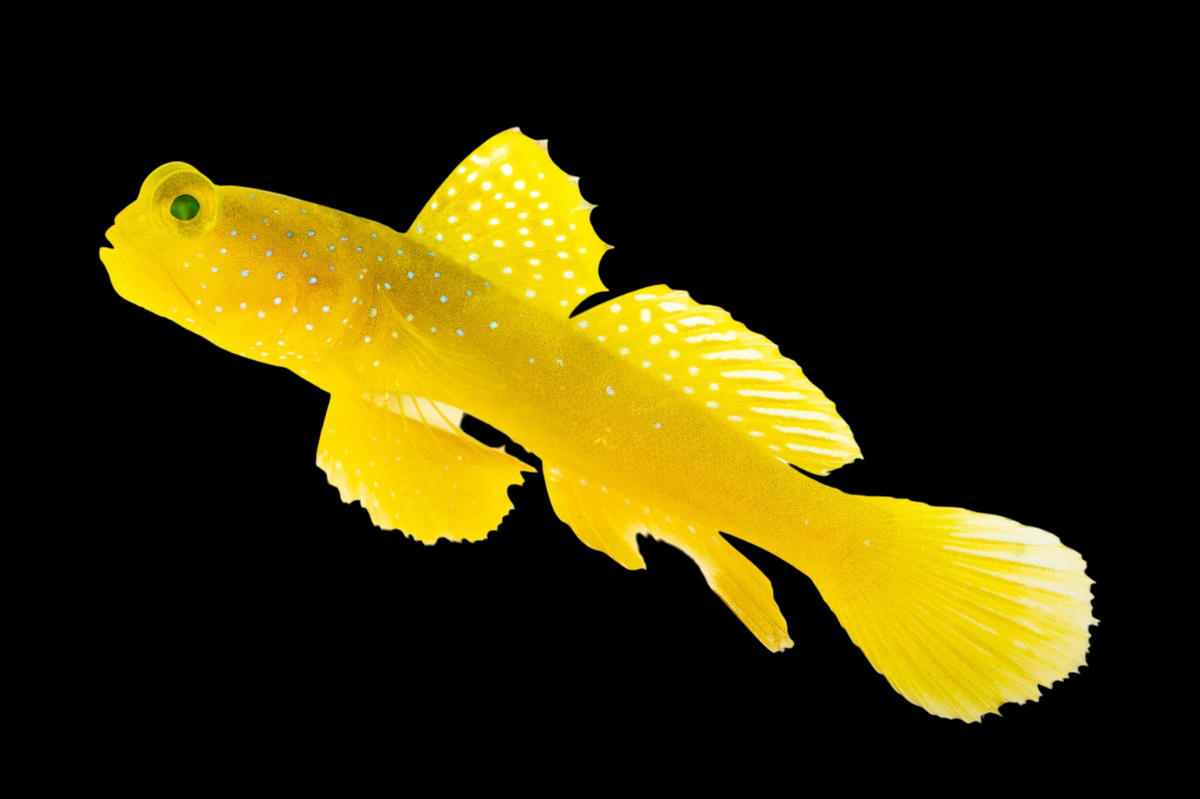 Yellow Watchman Goby