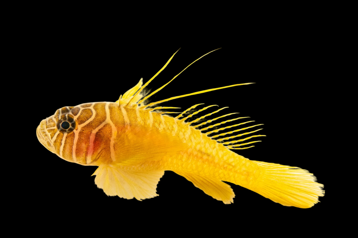 Halfbarred Goby