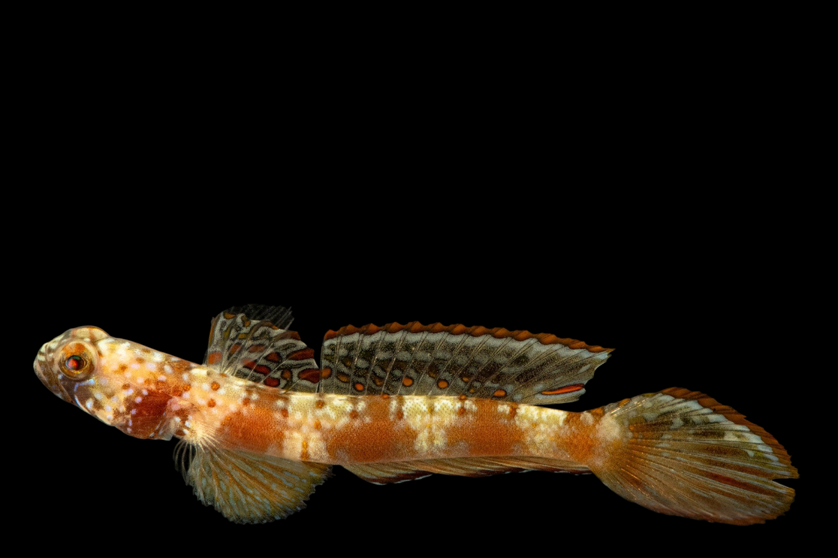Wide Barred Shrimp Goby