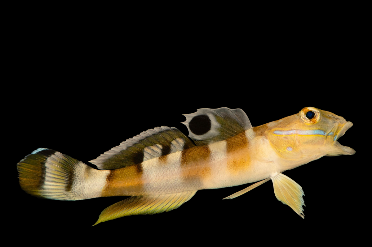 Tiger Wardi Watchman Goby