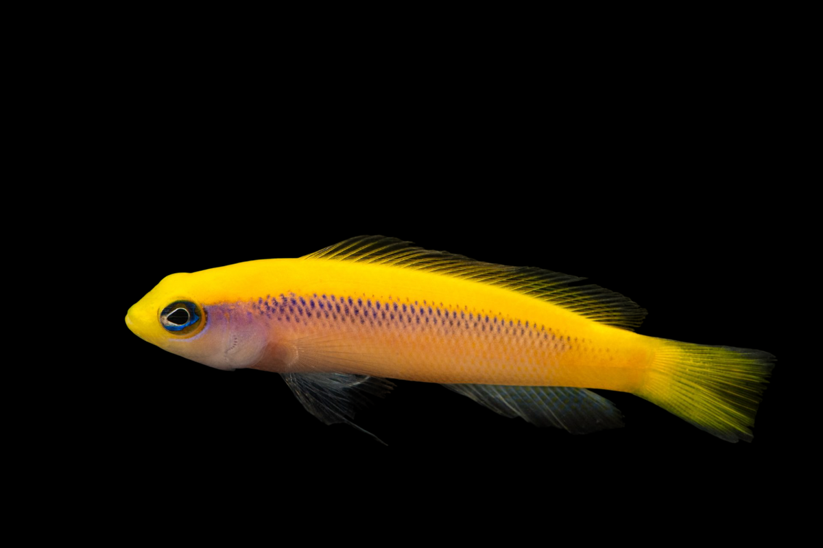 Sunrise Dottyback