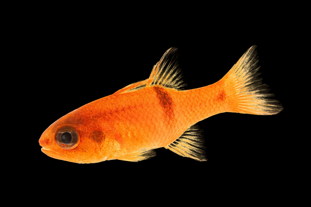 Barspot Cardinalfish