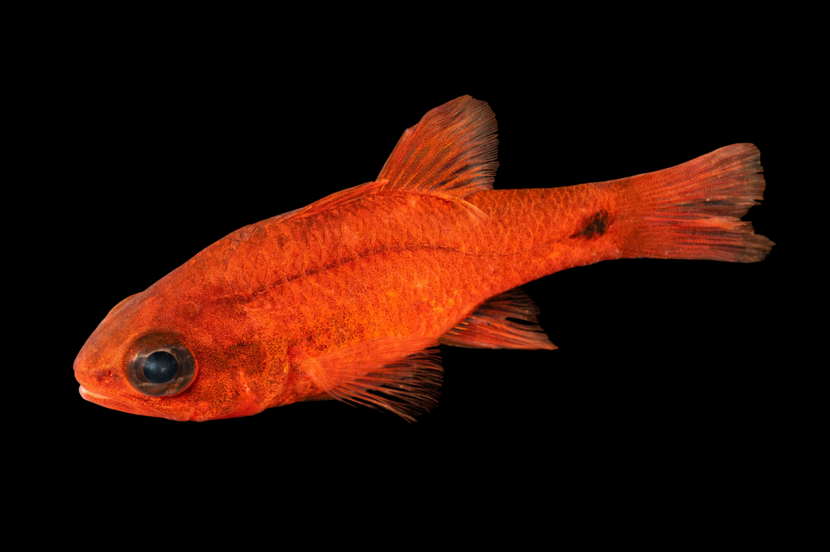 Tailspot Cardinalfish