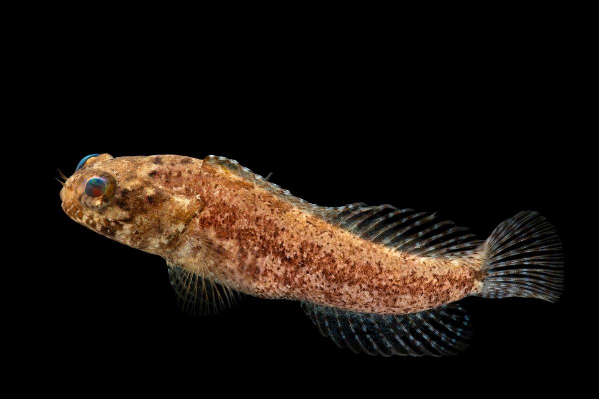 Dusky Jawfish