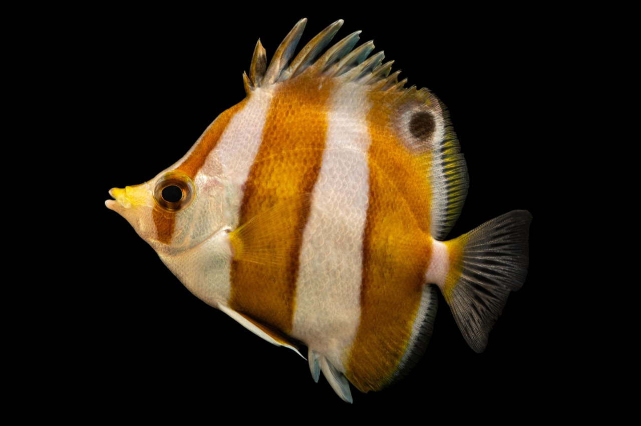 Brown Banded Butterflyfish