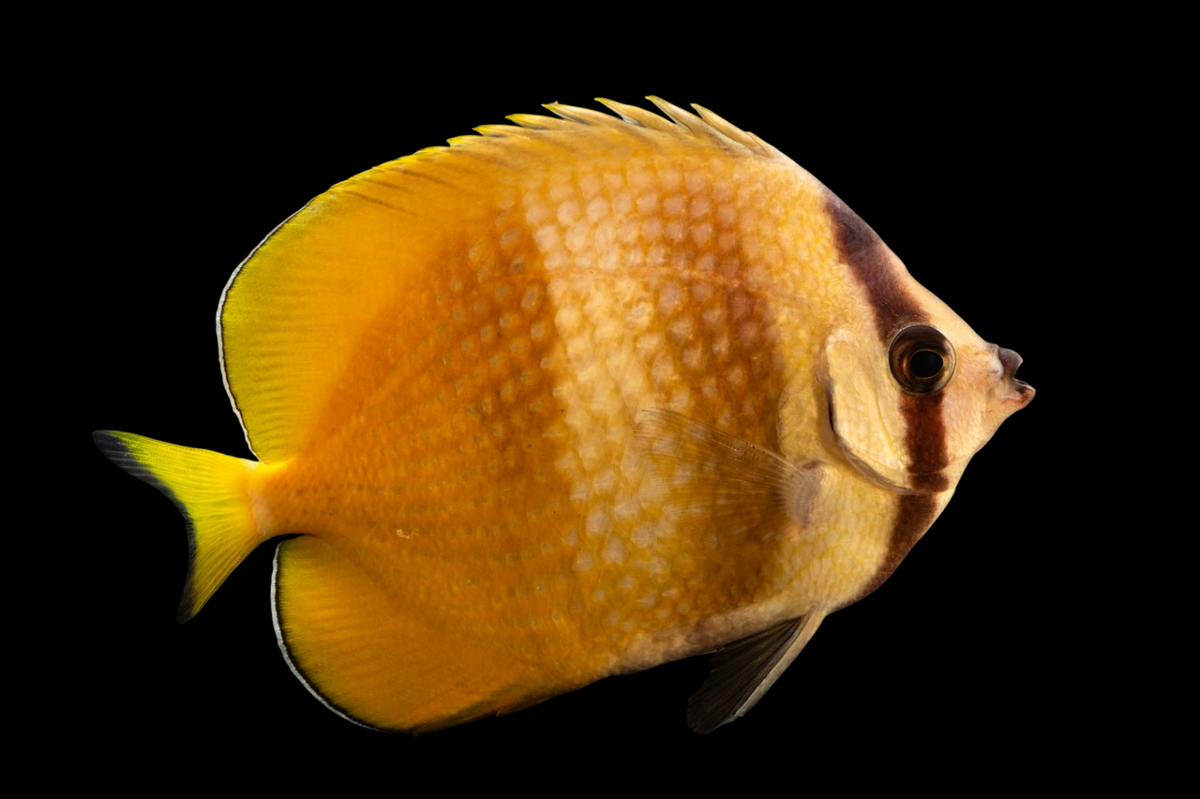 Sunburst Butterflyfish