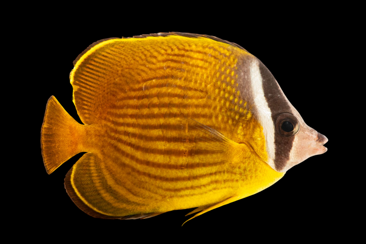 Oriental Butterflyfish