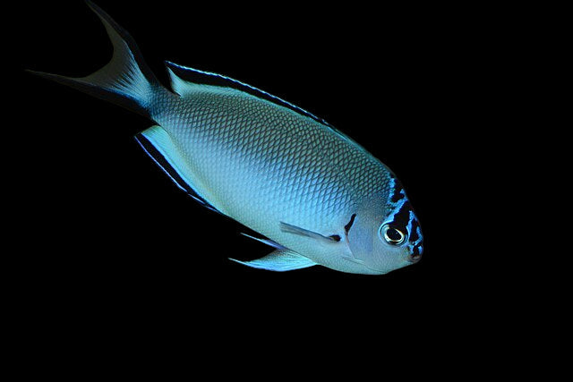 Watanabei Angelfish, Female (Genicanthus watanabei)
