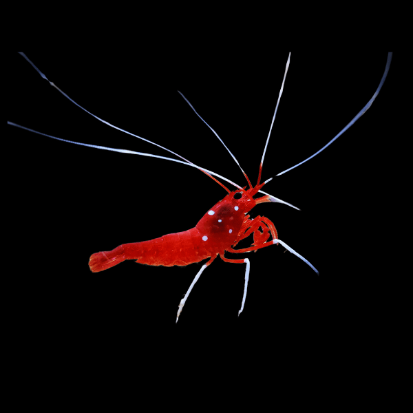 Blood Red Fire Shrimp