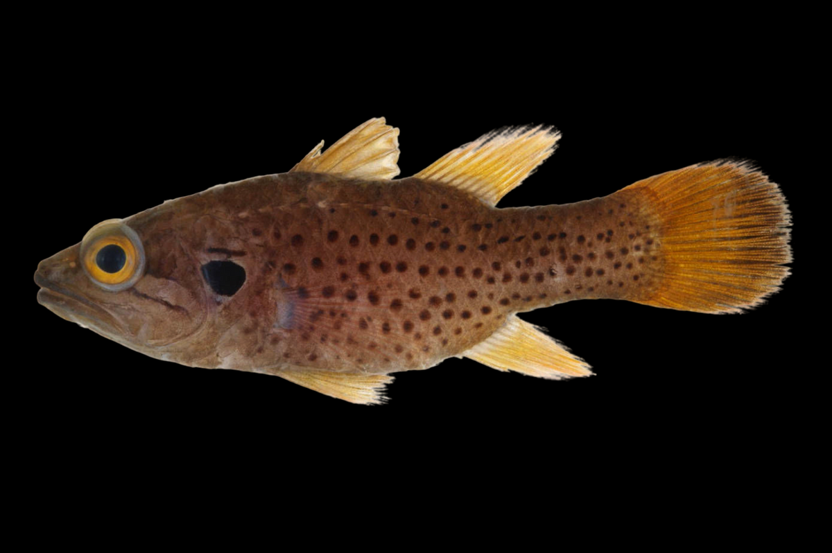 Dotted Cardinalfish