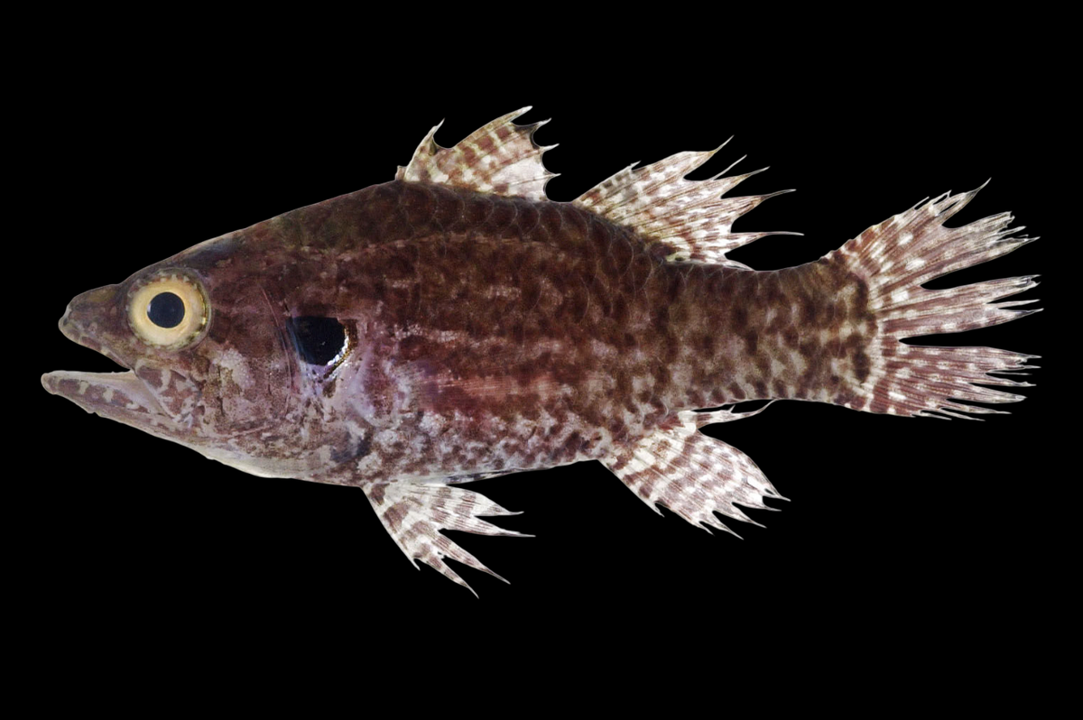 Variegated Cardinalfish