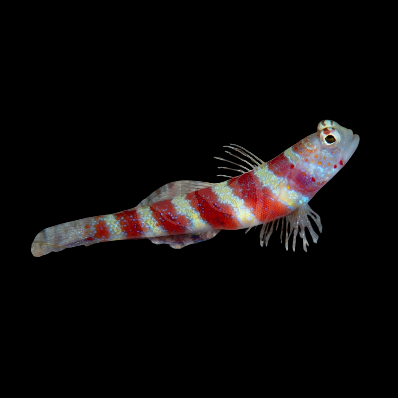 Banded Watchman Goby
