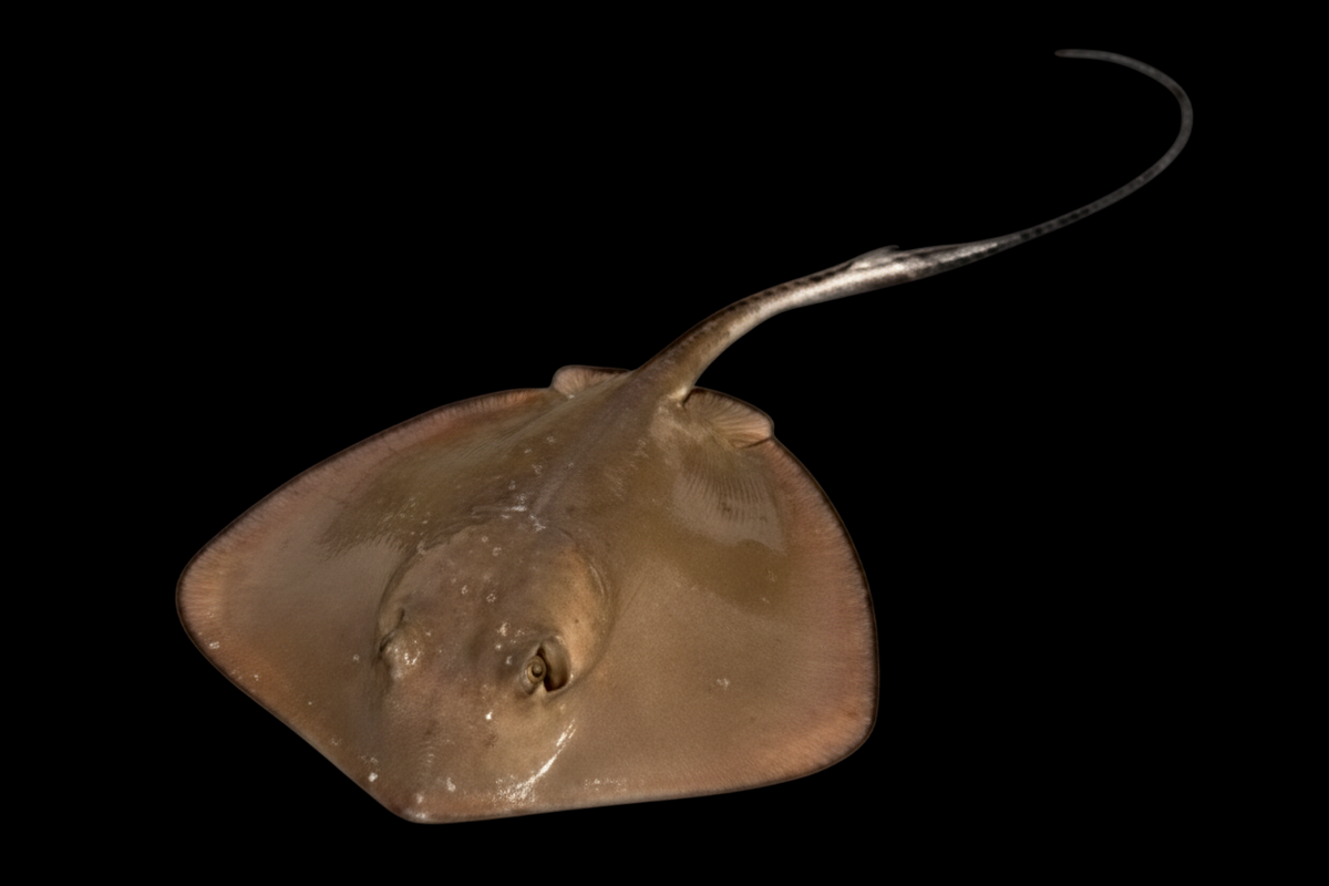 Southern Stingray