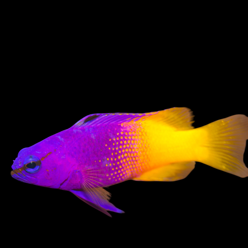 Brazilian Gramma Basslet