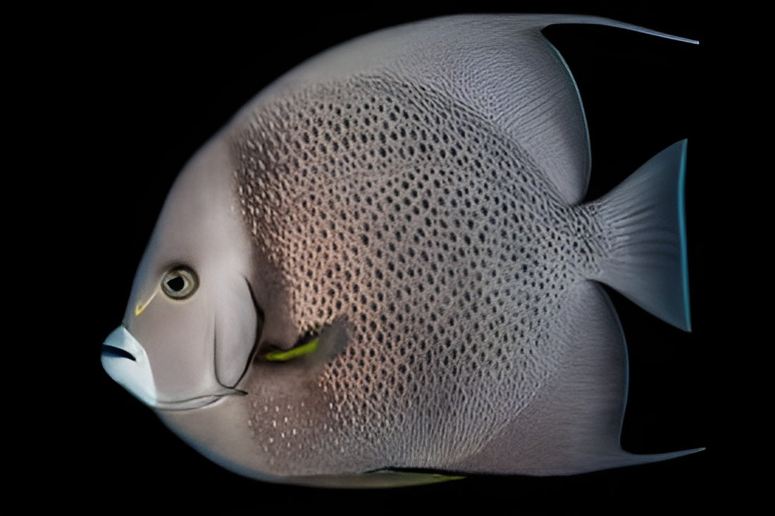 Gray Angelfish