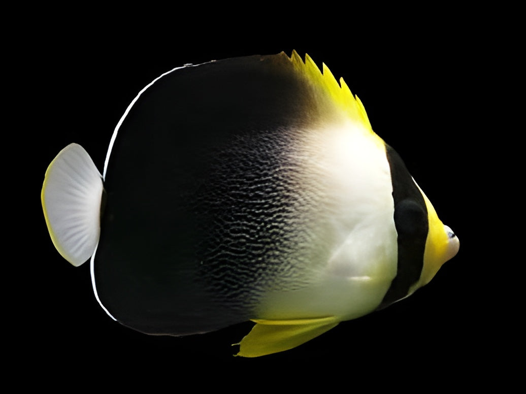 Graytail Angelfish
