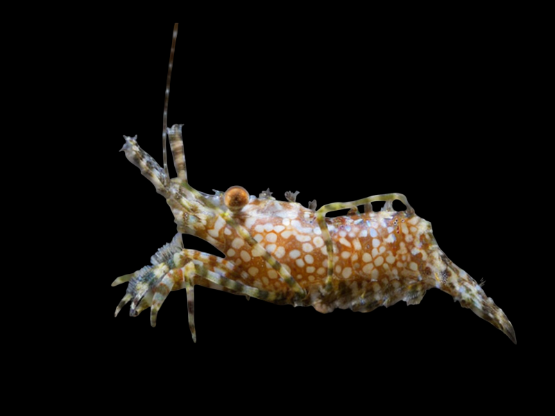 Green Saron Shrimp