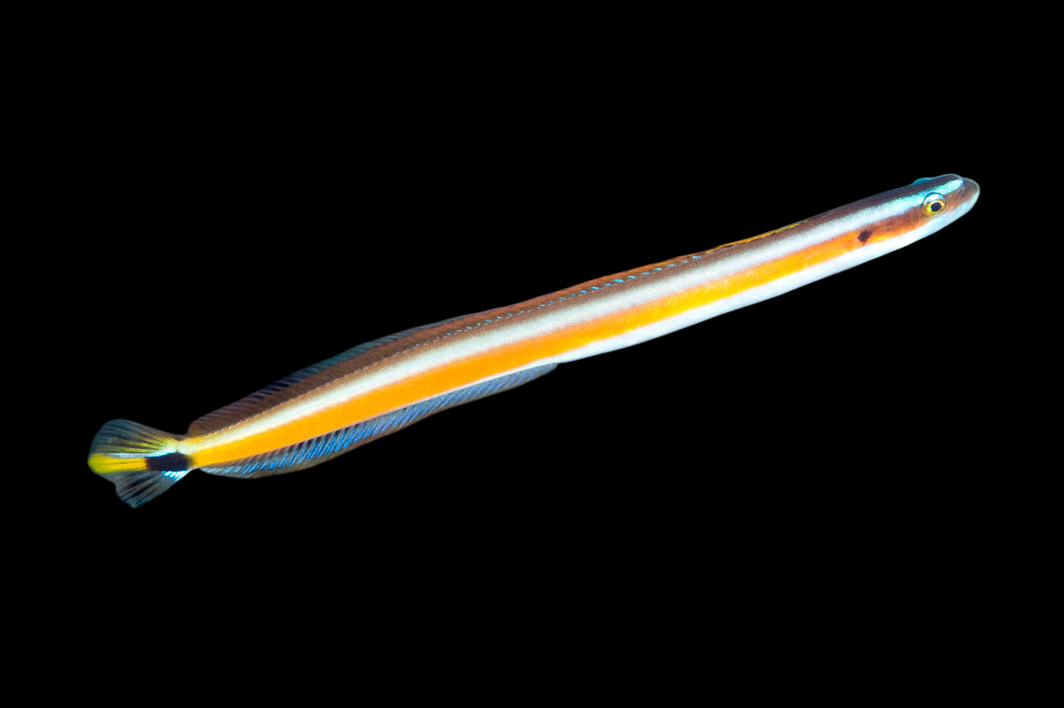 Rainbow Goby