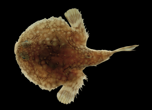 Pancake Batfish
