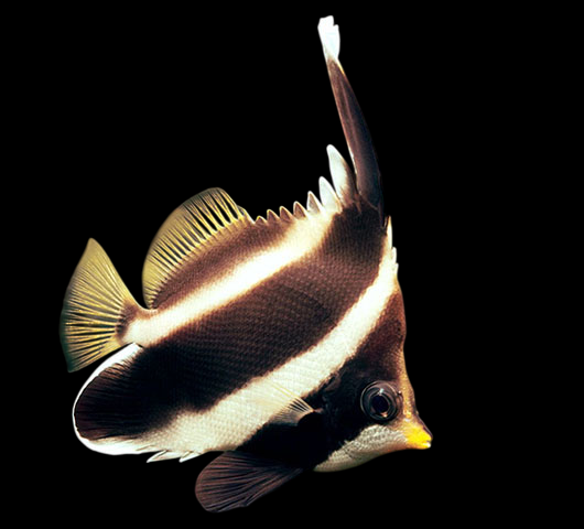 Three Band Pennant Butterflyfish