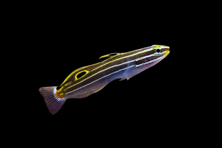 Hector's Goby