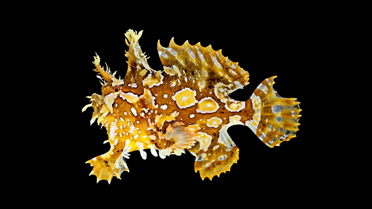 Zebra Sargassum Anglerfish